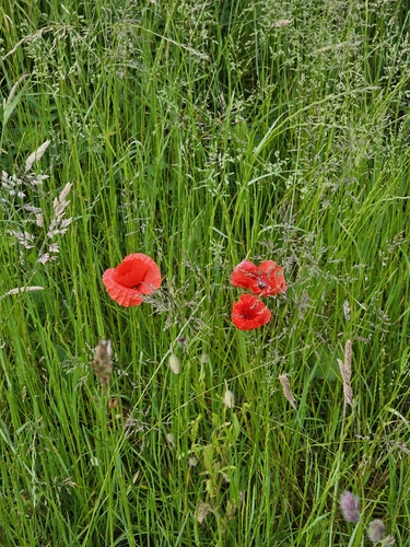 common poppy