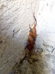 Nesoecia nigrispina