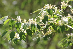 Lonicera maackii