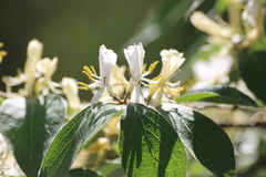 Lonicera maackii