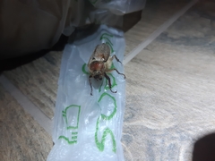 Amphimallon solstitiale