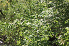 Lonicera maackii