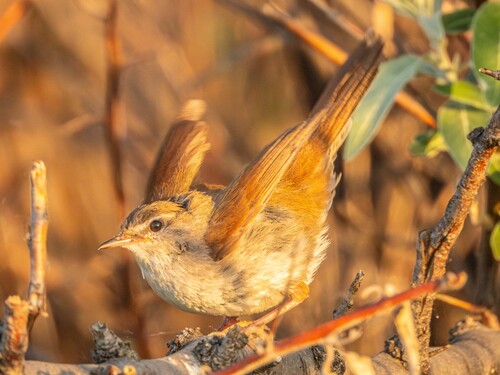 Bouscarle de Cetti