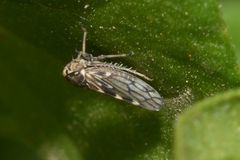 Agalliini