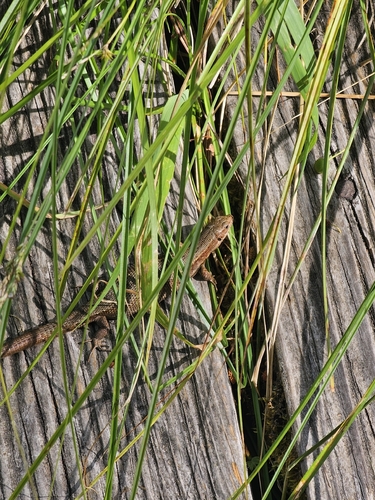 Viviparous Lizard