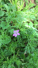 Erodium cicutarium