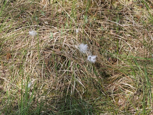 tussock cottongrass