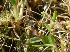 Nomada fulvicornis