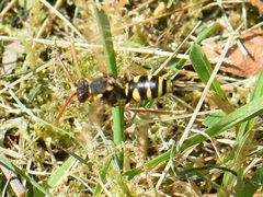 Nomada fulvicornis