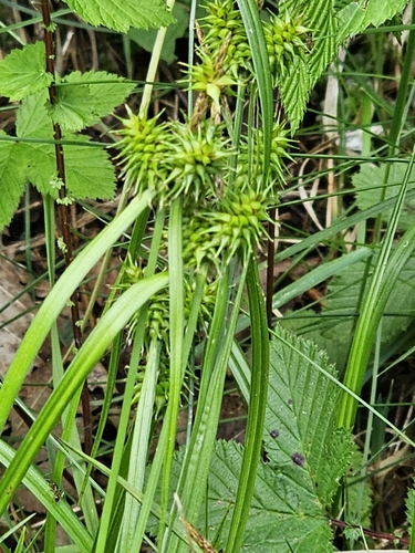 yellow-green sedge