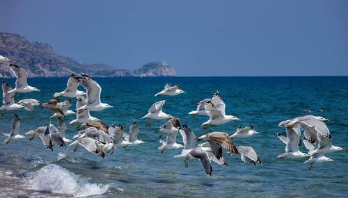 Yellow-legged Gull