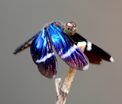 Zenithoptera lanei