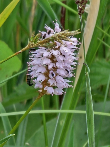 common bistort
