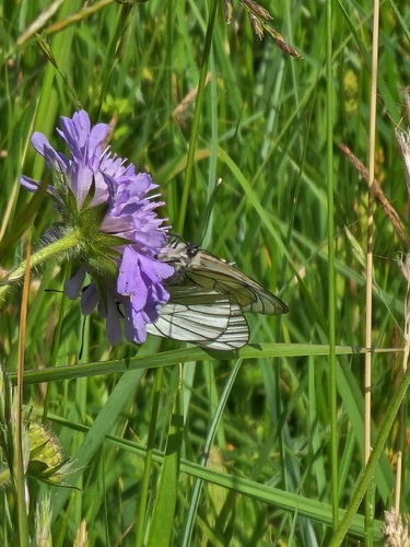 Black-veined White