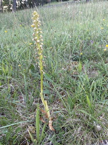 Man Orchid
