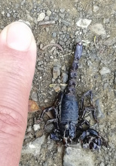 Teuthraustes gervaisii