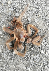 Cyclosternum schmardae