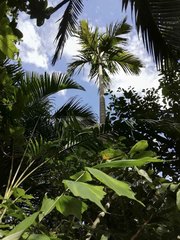 Verschaffeltia splendida