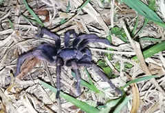 Cyclosternum schmardae