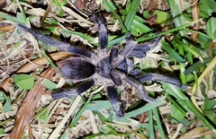 Cyclosternum schmardae