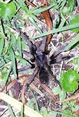 Cyclosternum schmardae