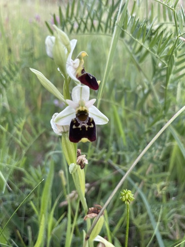 Late spider-orchid and allies