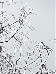 Metasequoia glyptostroboides