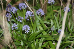 Hyacinthoides italica