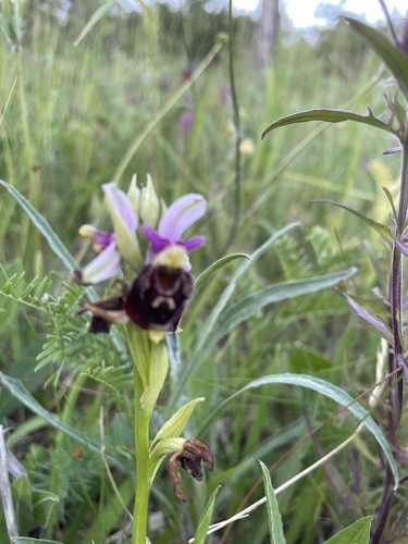 Late spider-orchid and allies