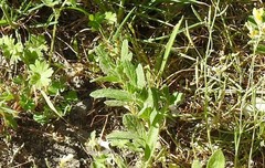 Helianthemum ledifolium