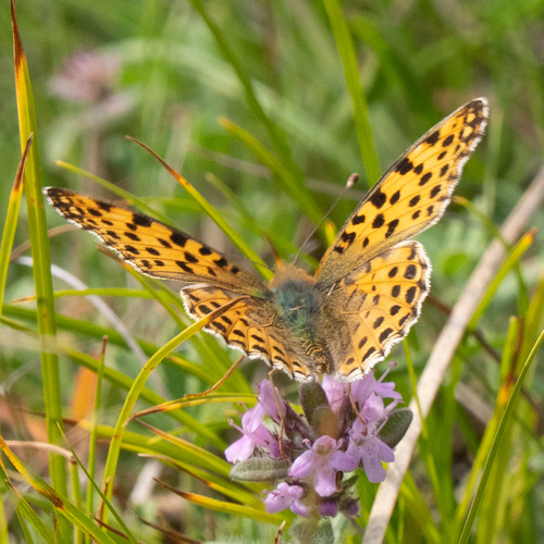 Queen of Spain Fritillary