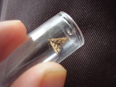 Diasemia grammalis