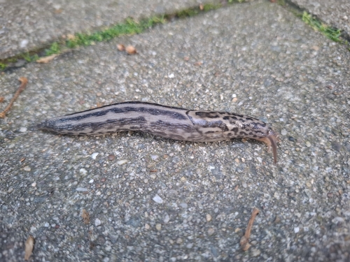 Leopard Slug