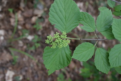 Viburnum scabrellum