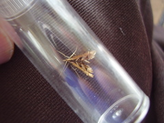 Diasemia grammalis