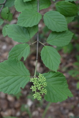 Viburnum scabrellum