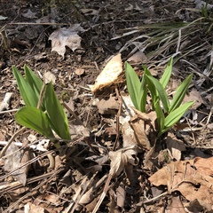 Allium ursinum