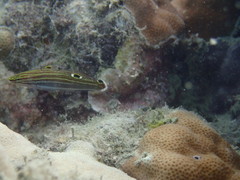 Koumansetta hoesei
