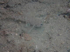Istigobius decoratus