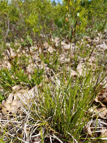 Carex lucorum, photograph 2