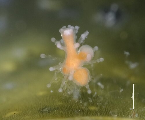 Tricyclusa singularis