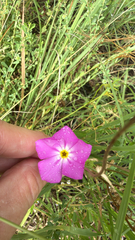 (c) Jane Weeden, some rights reserved (CC BY) Phlox roemeriana, photograph (c) Jane Weeden, some rights reserved (CC BY)