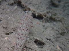 Istigobius decoratus