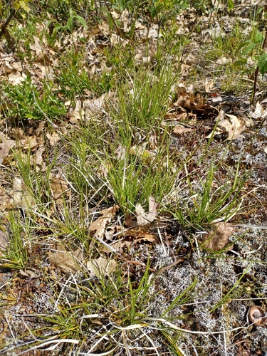 Carex lucorum, photograph 3