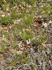 Carex lucorum, photograph (c) Quinten Wiegersma, some rights reserved (CC BY)