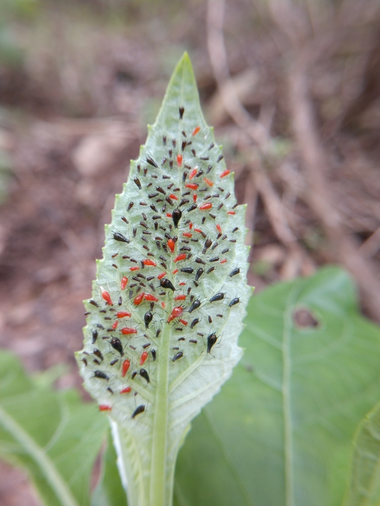 Uroleucon verbesinae
