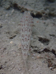 Istigobius decoratus