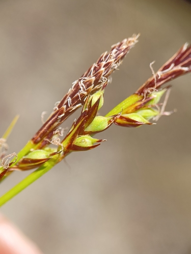 Carex lucorum, photograph 4