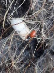 Ostearius melanopygius