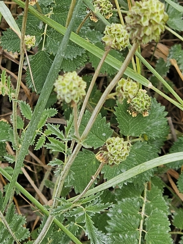 Salad Burnet
